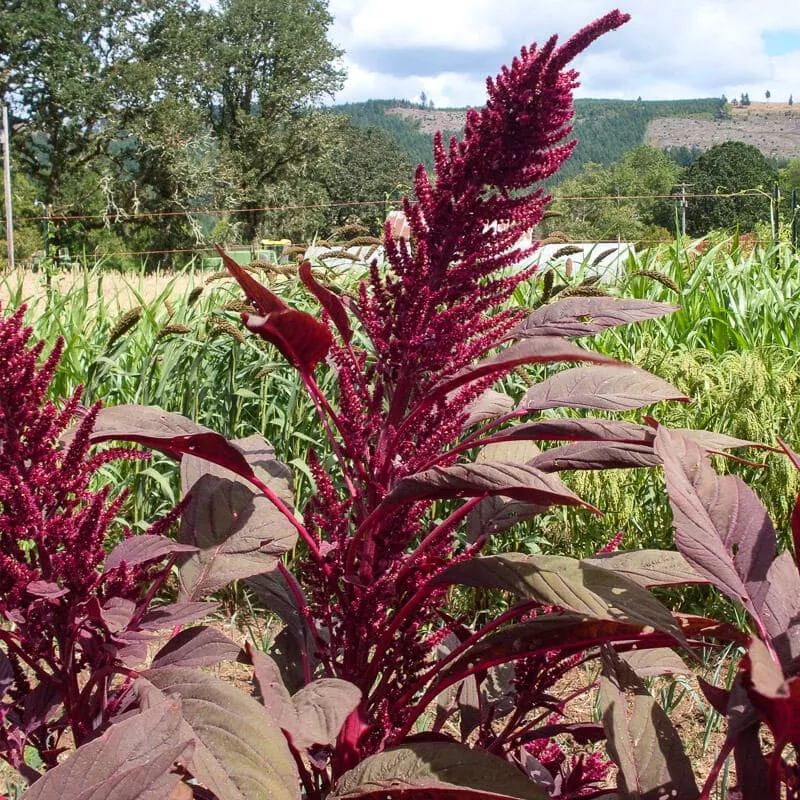 Amaranth, Rodale Red Leaf Grain (Organic)