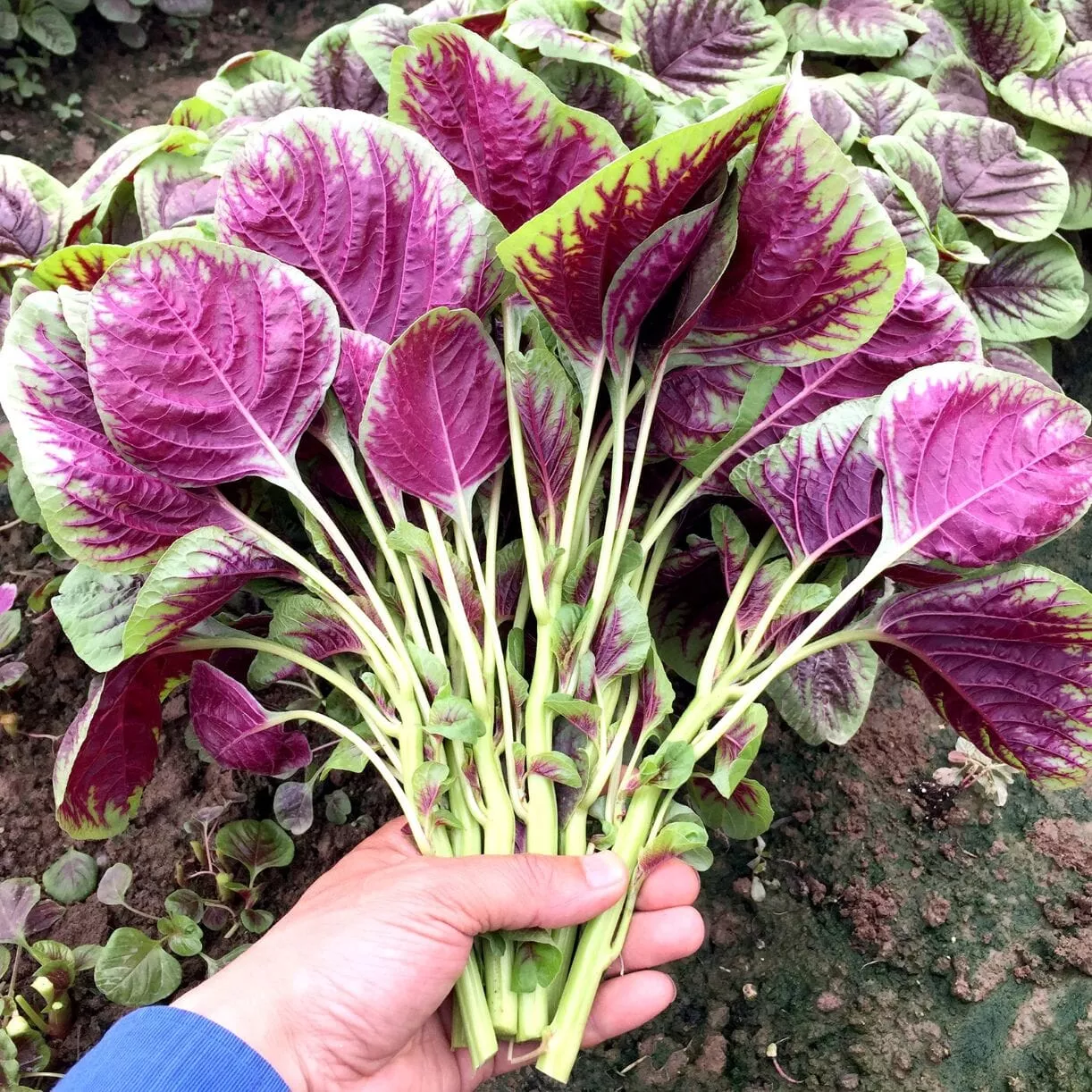 Amaranth Seeds - Hong Kong Red