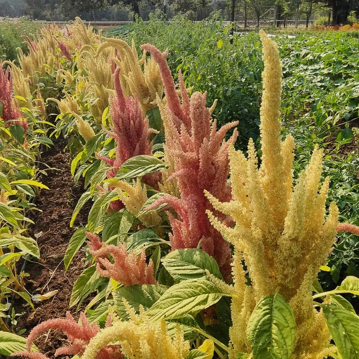 Amaranth, Sunset Goldilocks (Organic)