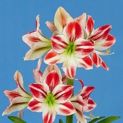 'Ambiance' Hippeastrum, Amaryllis