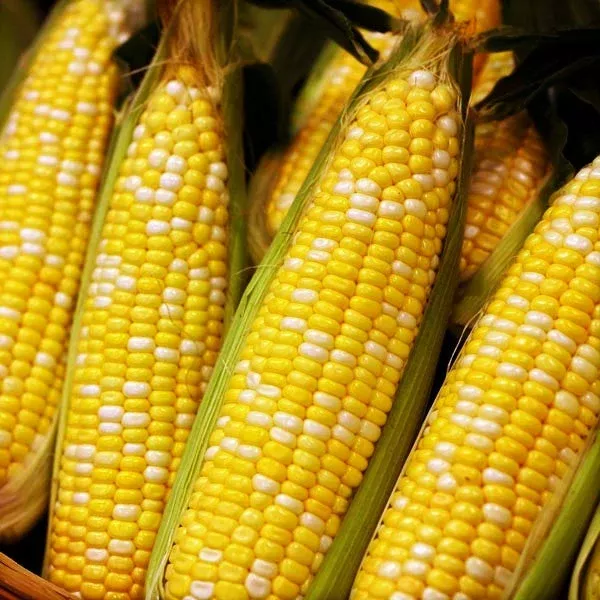 Ambrosia Bicolor Sweet Corn
