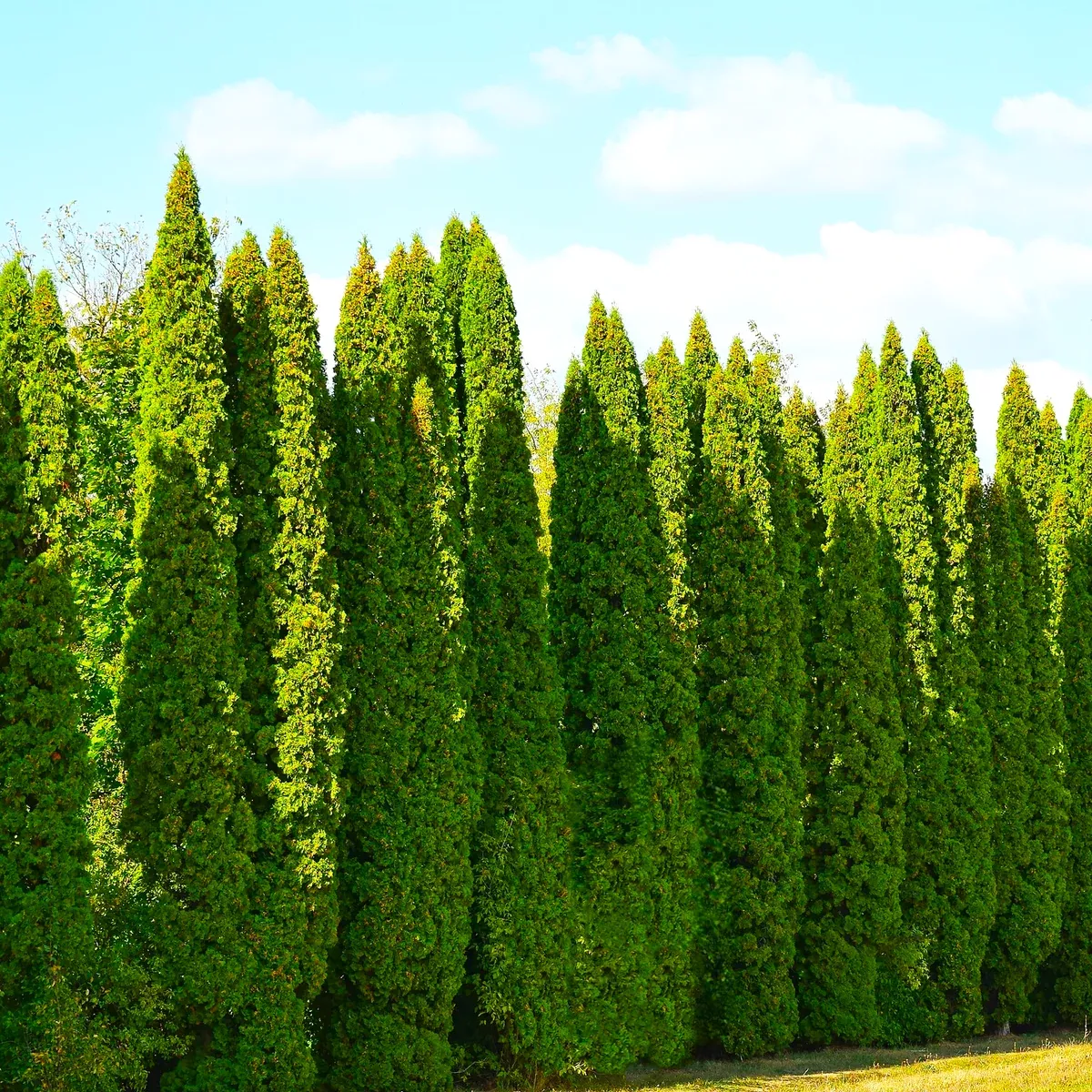 American Arborvitae (White Cedar)