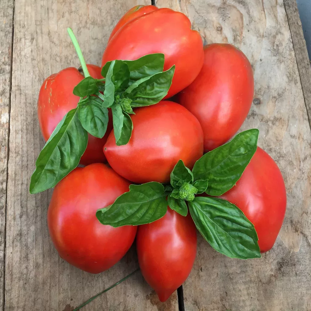 Amish Paste Tomato
