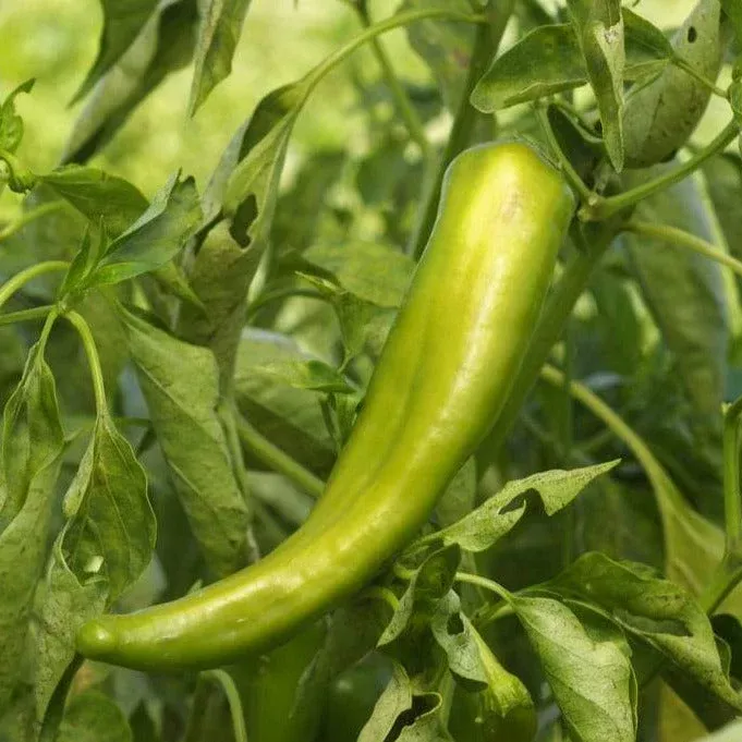 Anaheim Chile Pepper