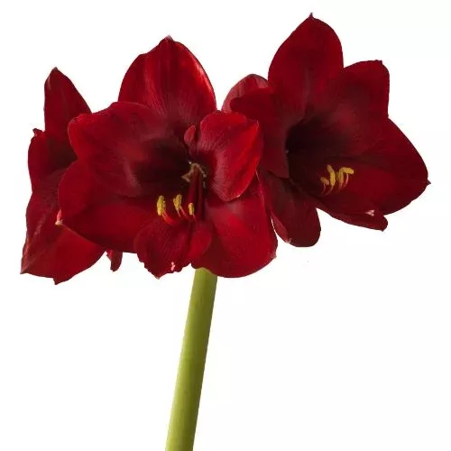 'Andes Fire' Hippeastrum, Amaryllis, Deep Red, Crimson