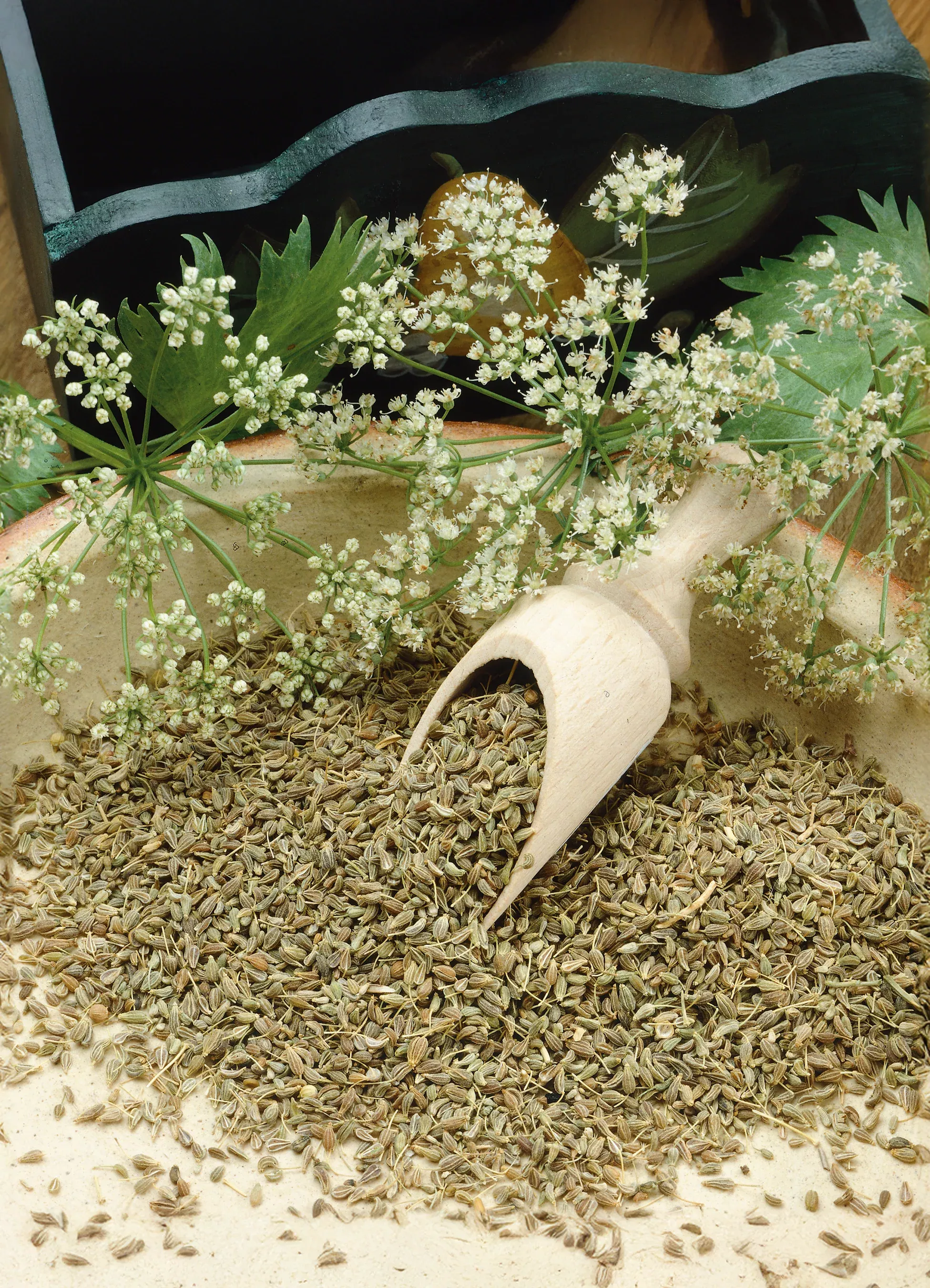 Anise | Licorice