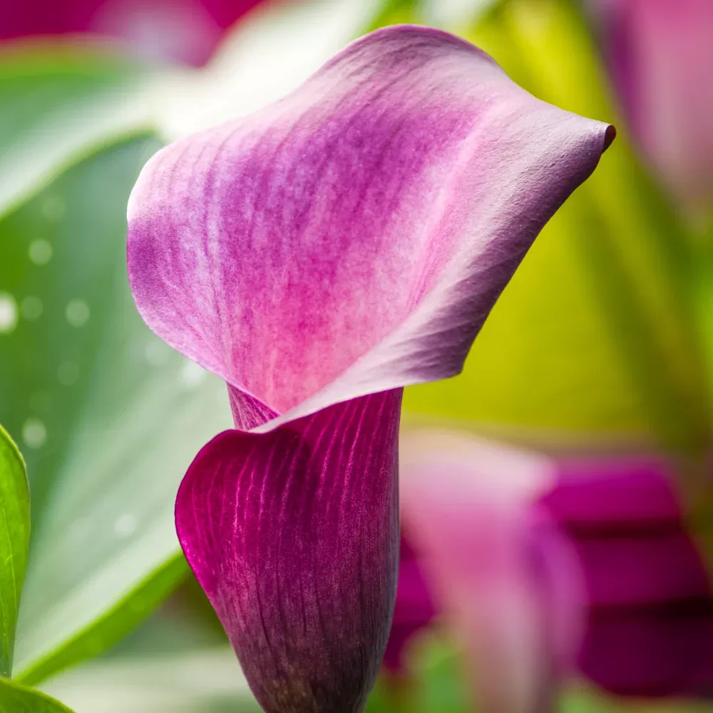 'Anneke' Calla Lily