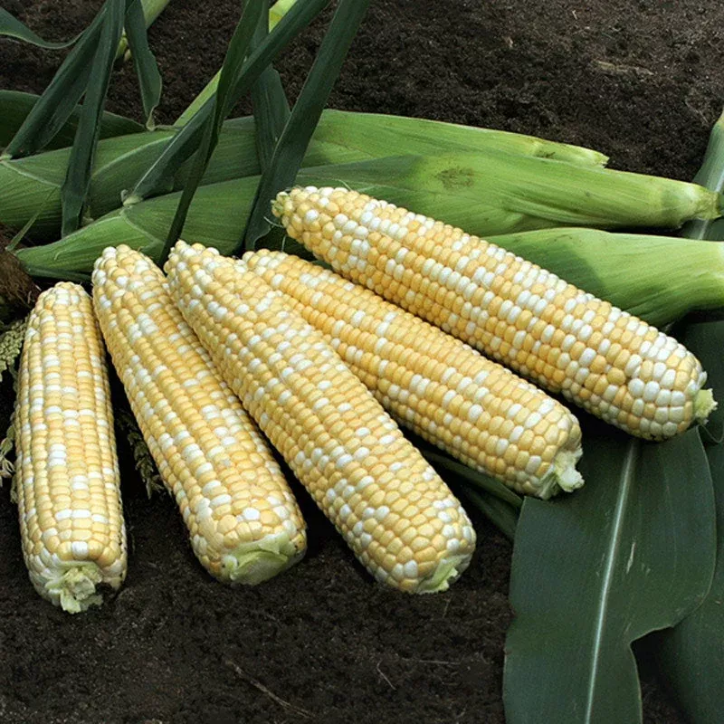 Anthem Xr Hybrid Corn Gourmet Sweet Brand