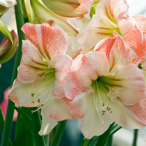 'Apple Blossom' Hippeastrum, Amaryllis