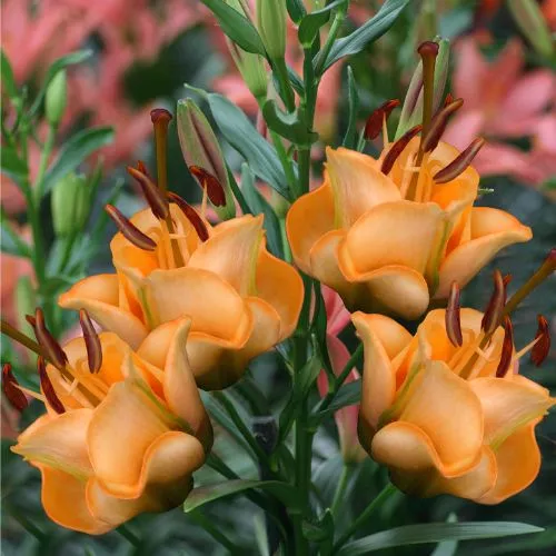 'Apricot Fudge' Lily (LA Hybrid Lily - Longiflorum Asiatic lily, Div VIII Lily)