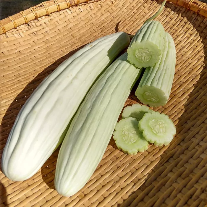 Armenian Cucumber, Tortarello Abruzzese Bianco (Organic)