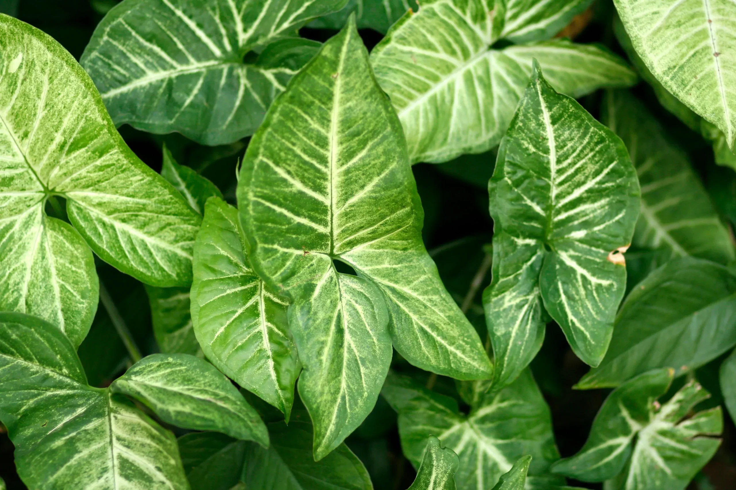 Arrowhead Plant Bare Root Live Plant – Syngonium podophyllum
