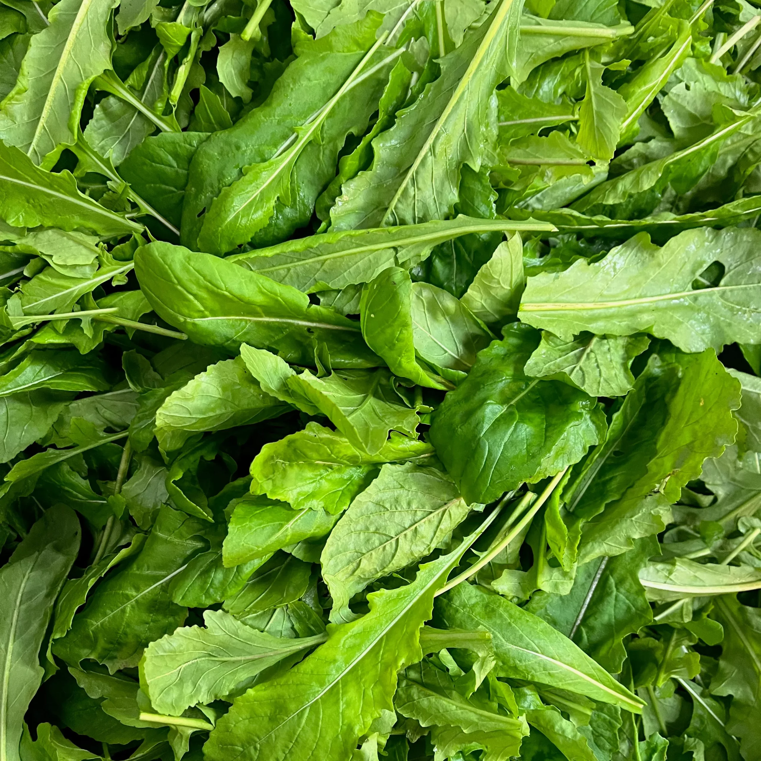 Arugula ⁃ Organic Seed Astro