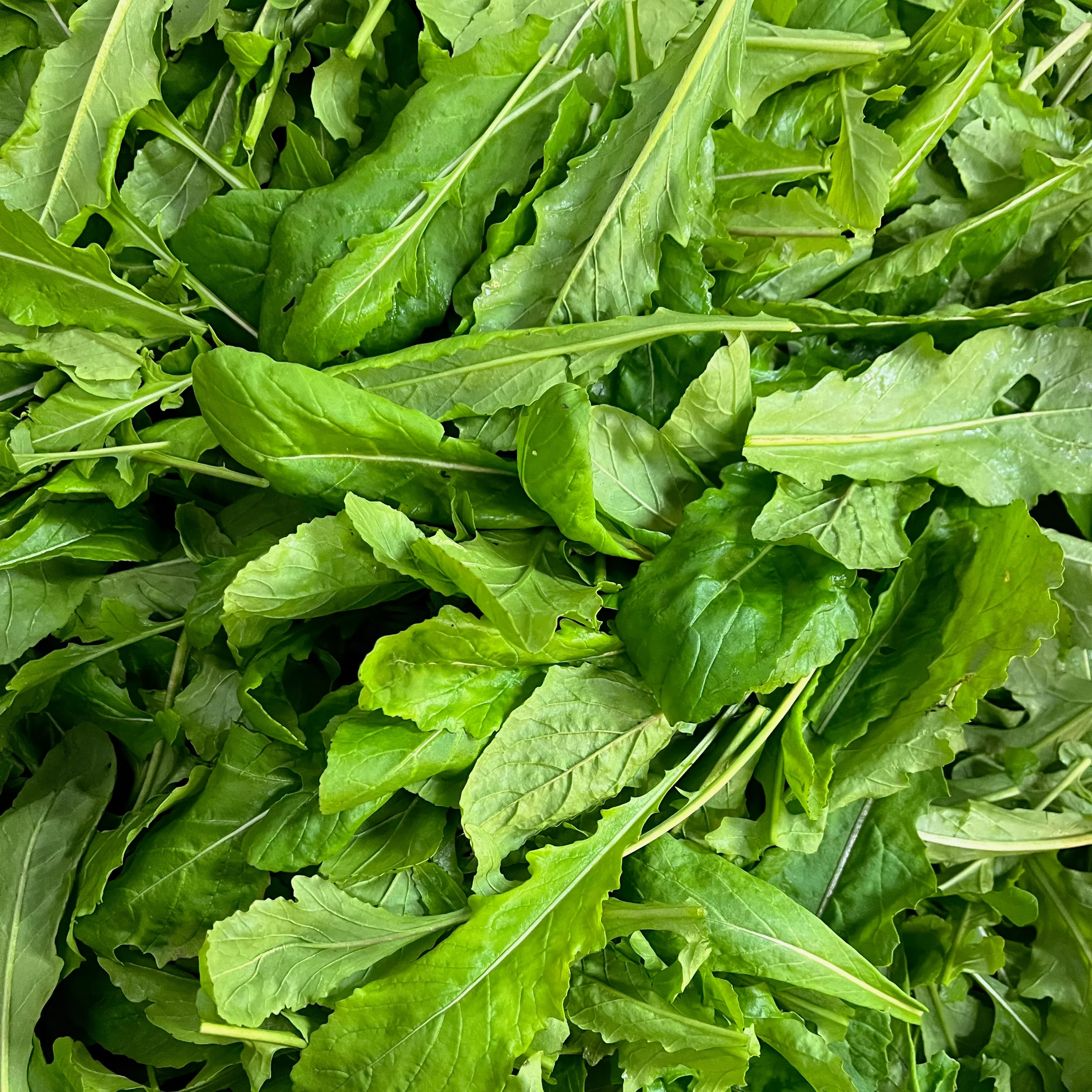 Arugula ⁃ Organic Seed Astro