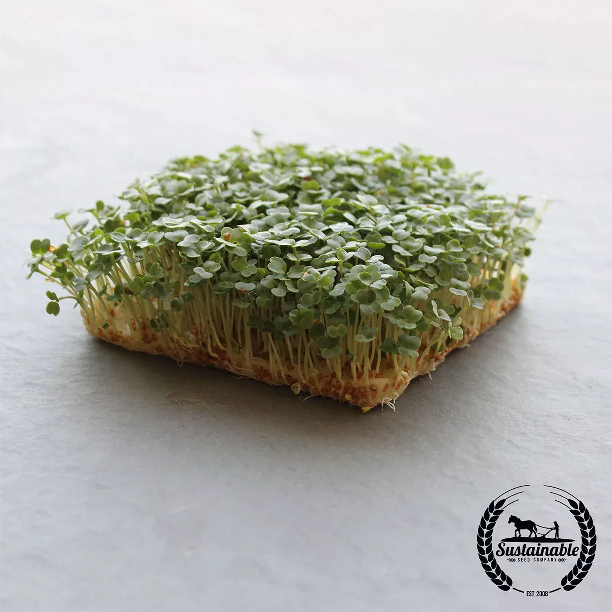 Arugula Seeds - Slow Bolt (Organic)