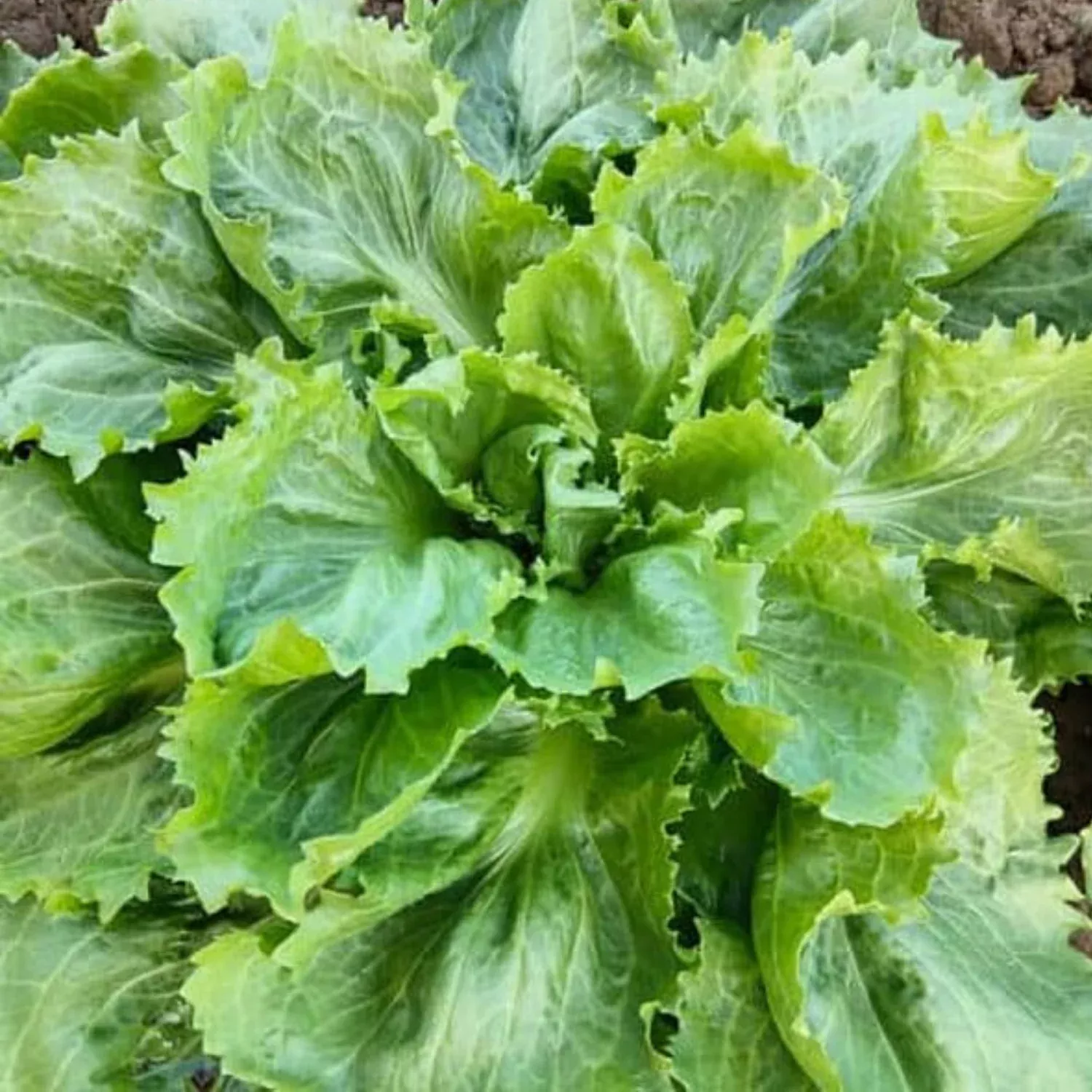 Ascolana Escarole,6 plants