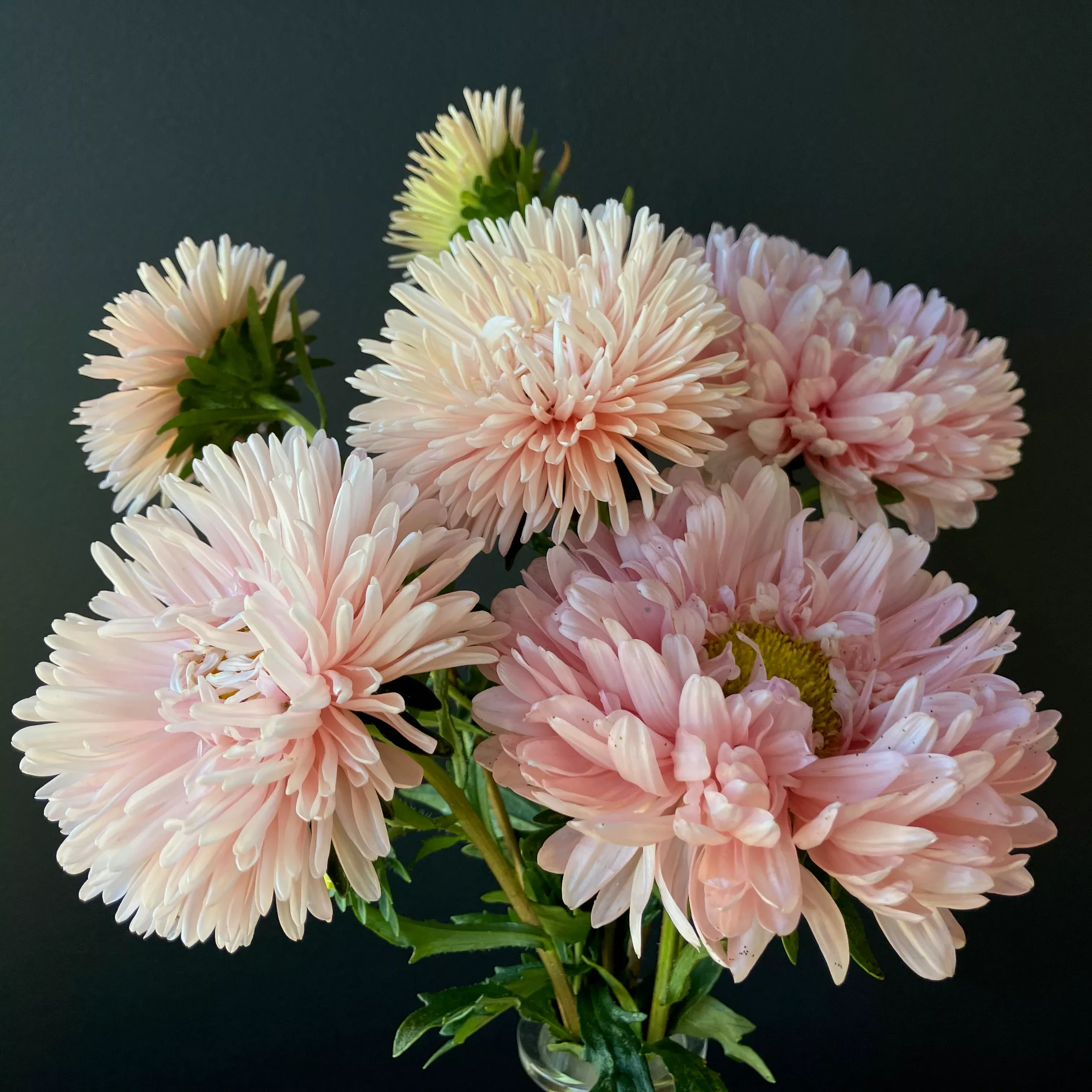 Aster ⁃ Organic Seed King Size Apricot
