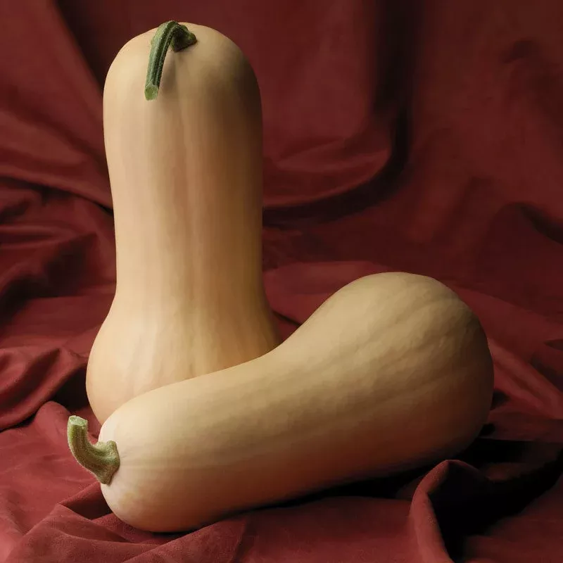 Atlas Squash Hybrid