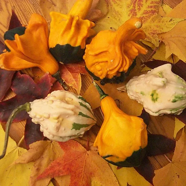 Autumn Wings Small Gourds