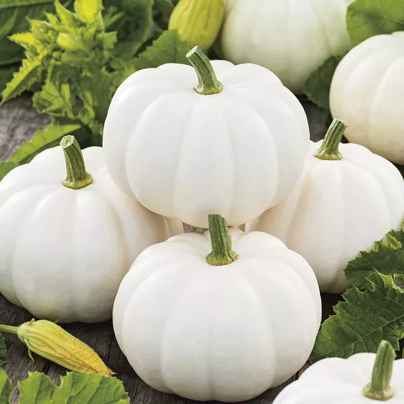 Baby Boo Pumpkin