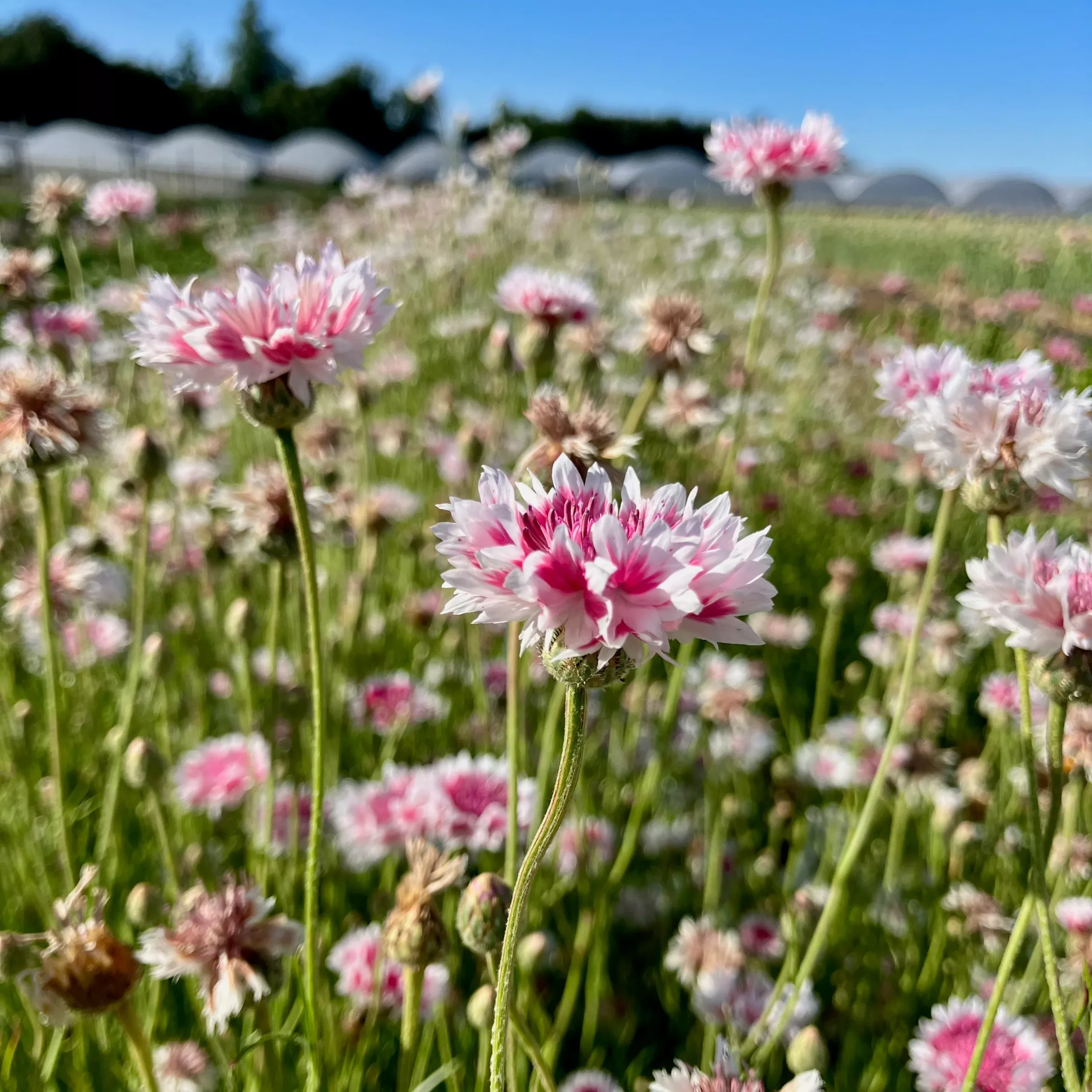 Bachelor Buttons ⁃ Organic Seed Classic Romantic
