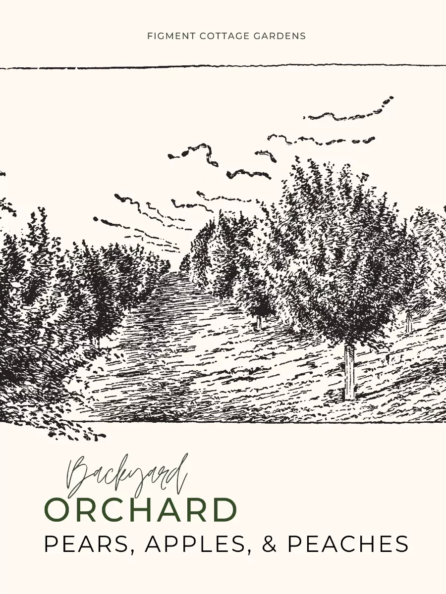 Backyard Orchard Planting Guide: Pears, Peaches, and Apples