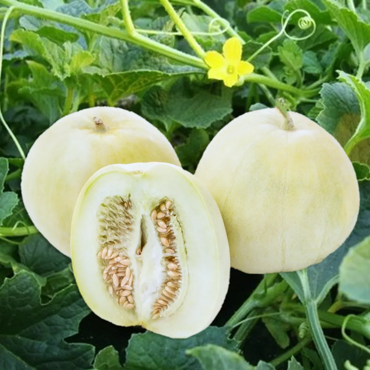 Bai Mibao Asian Melon