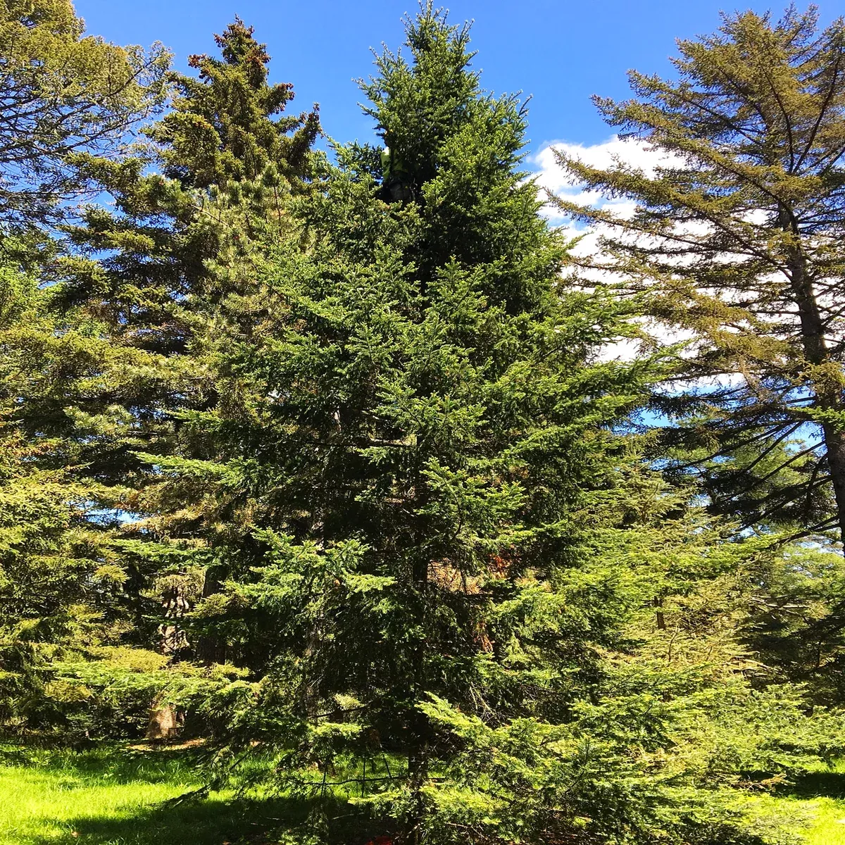Balsam Fir Tree