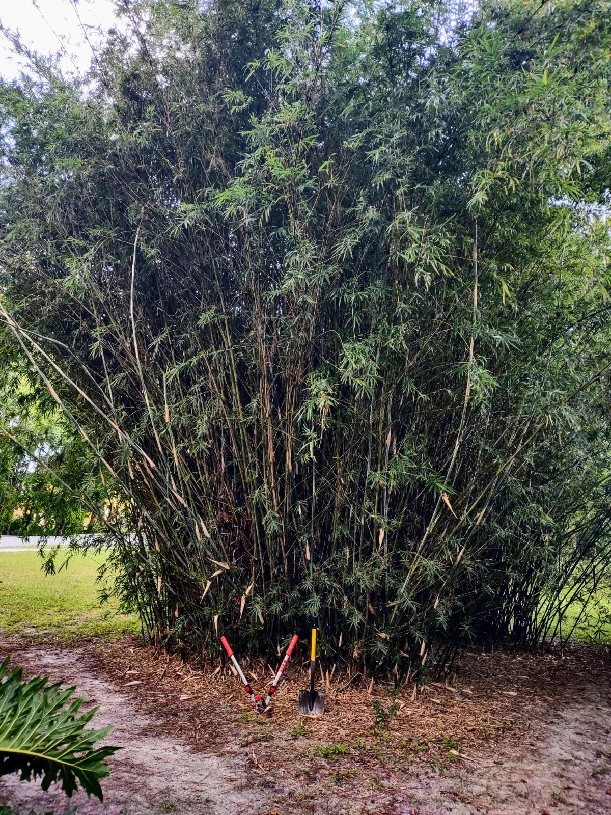Bambusa Multiplex Clumping Bamboo – One Rooted Cutting Starter Plant, Green Hedge Bamboo for Containers or Garden
