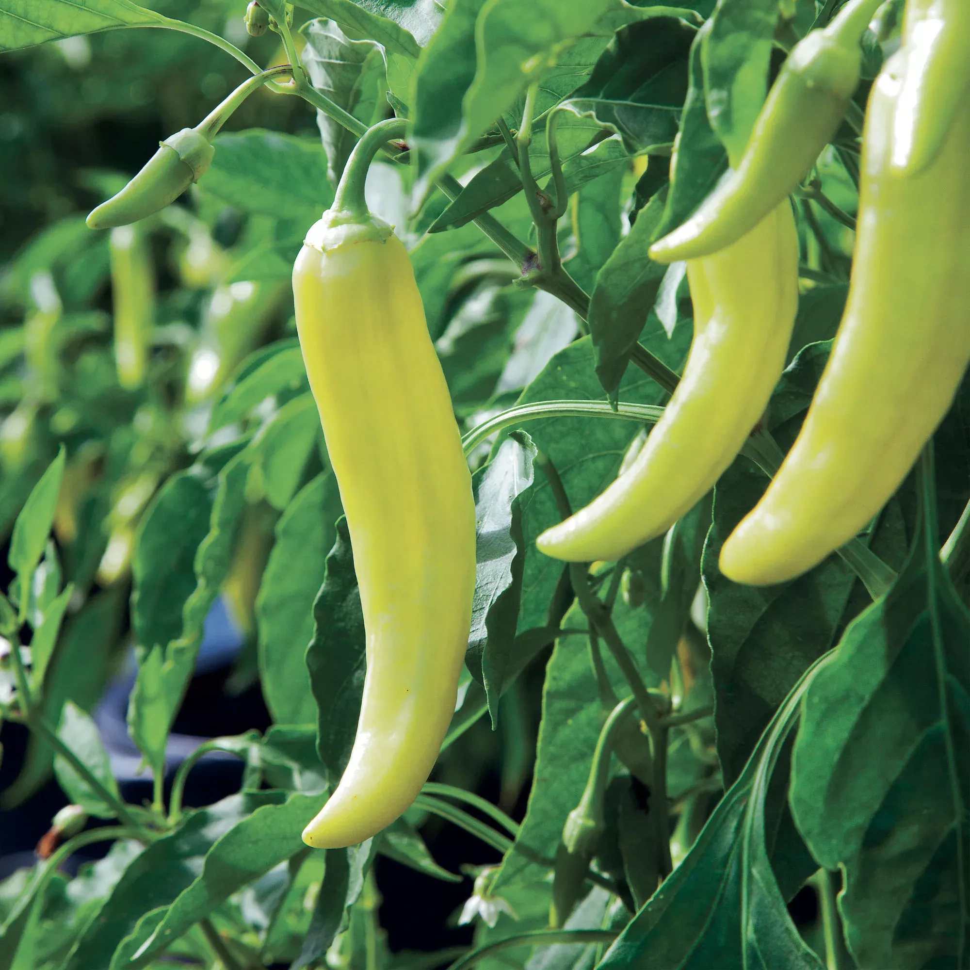 Banana Hot Pepper (2 Pack)