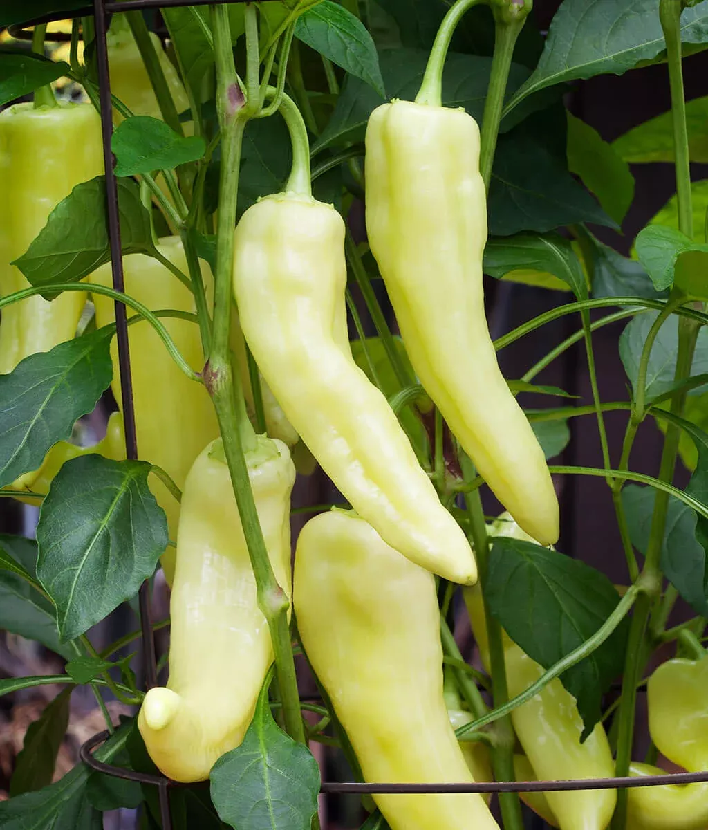 Banana Sweet Pepper (2 Pack)