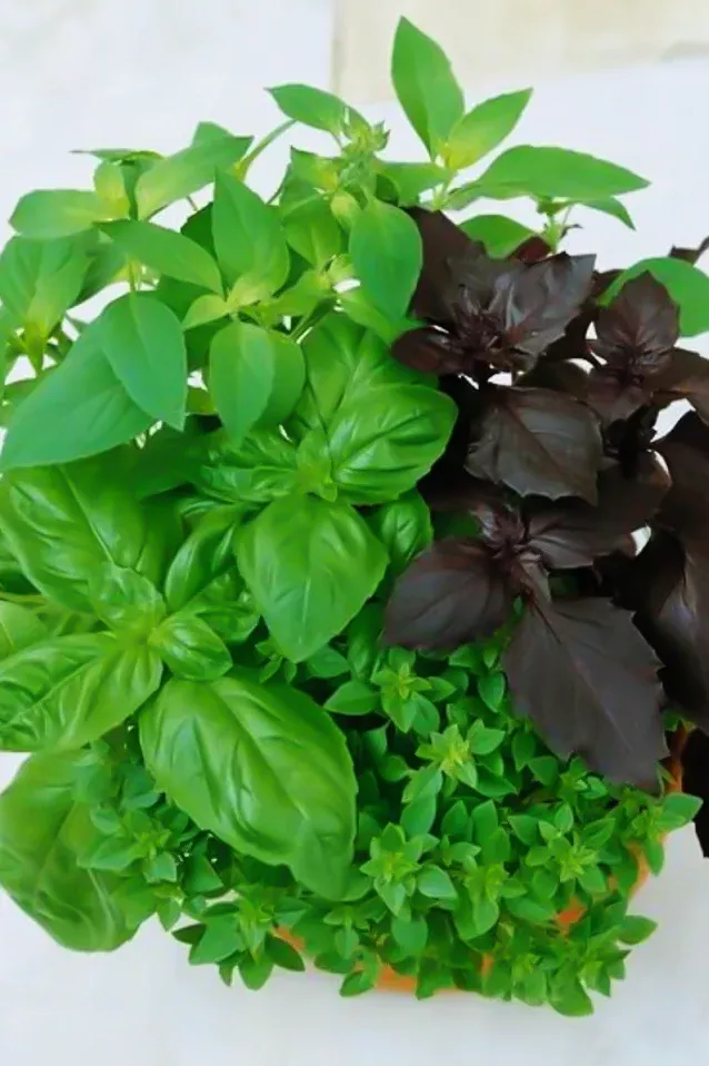 Basil | Culinary Blend ORGANIC