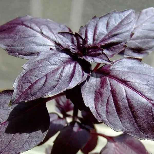 Basil Dark Purple Opal Seeds