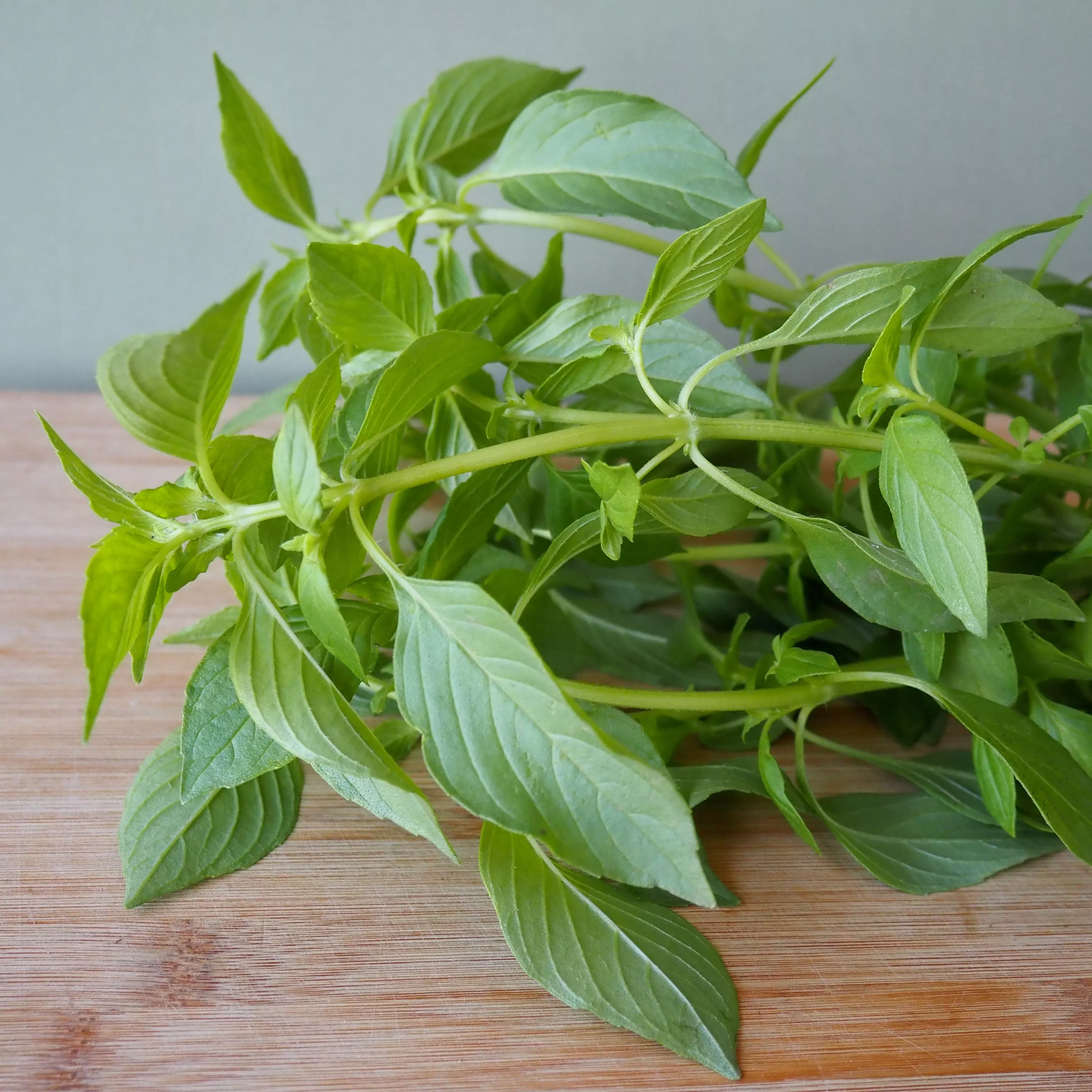 Basil ⁃ Organic Seed Mrs. Burns' Lemon