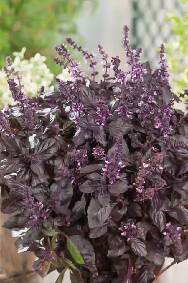 Basil | Red Rubin ORGANIC