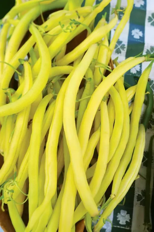 Bean | Golden Wax ORGANIC