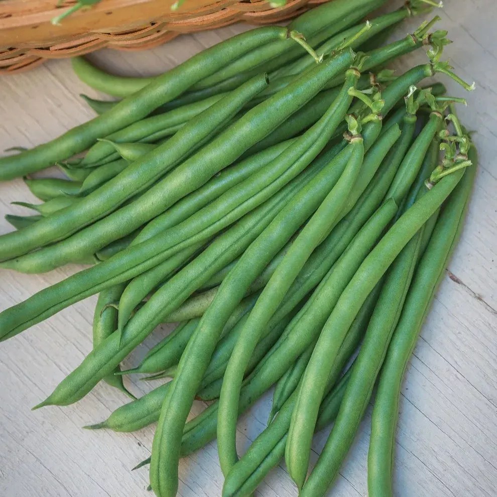 Bean Pole Seychelles Seeds