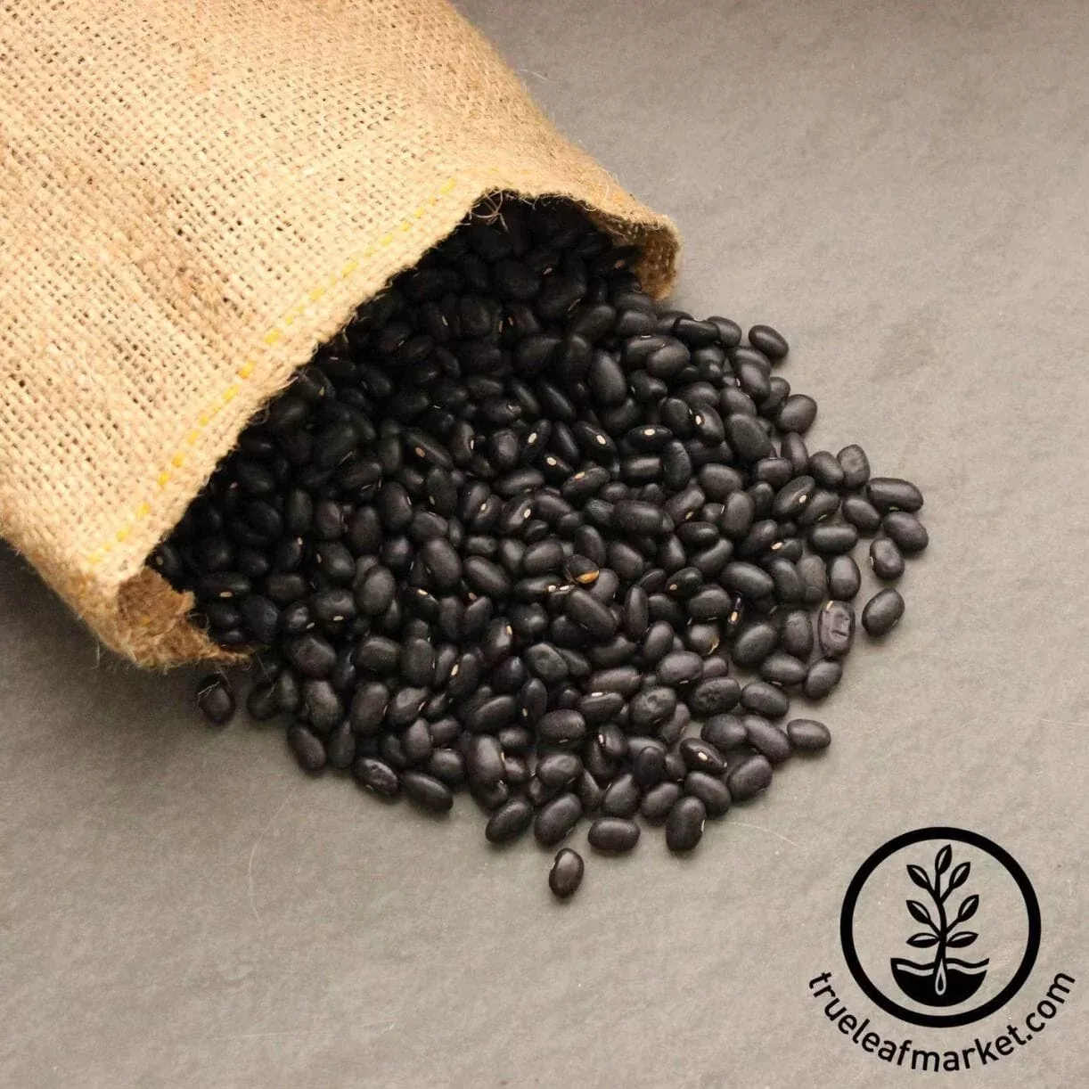 Bean Seeds - Bush - Black Turtle (Organic)