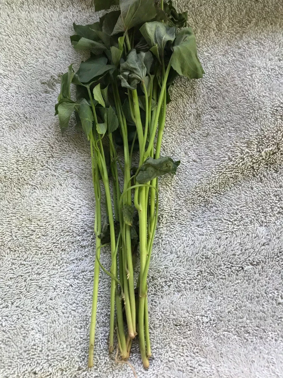 Beauregard Sweet Potato Slips - 20 Cuttings for Planting - Ipomoea batatas