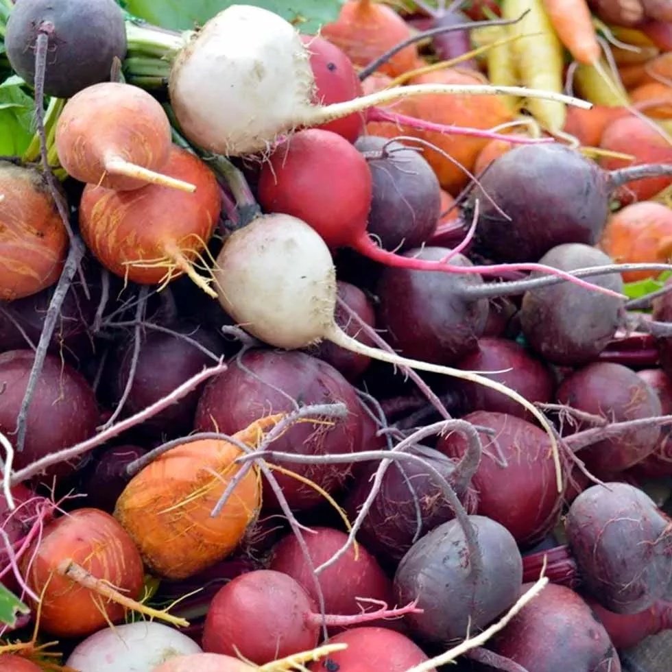 Beet Rainbow Blend Seeds