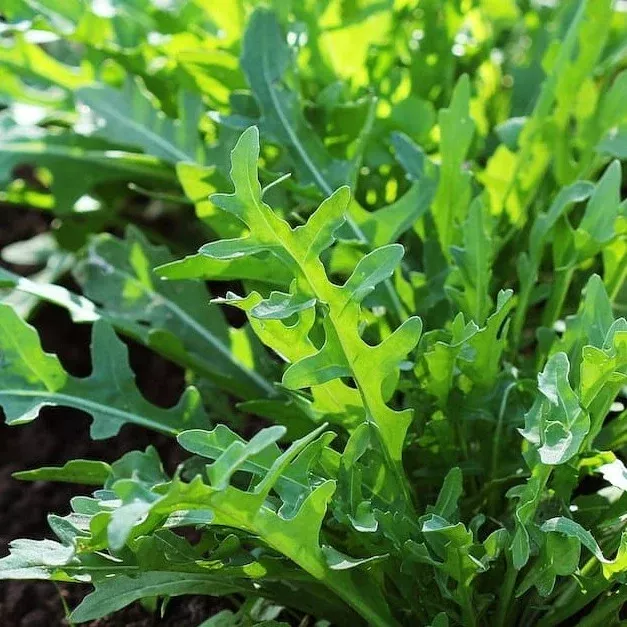 Beginner Vegetable Garden Kit