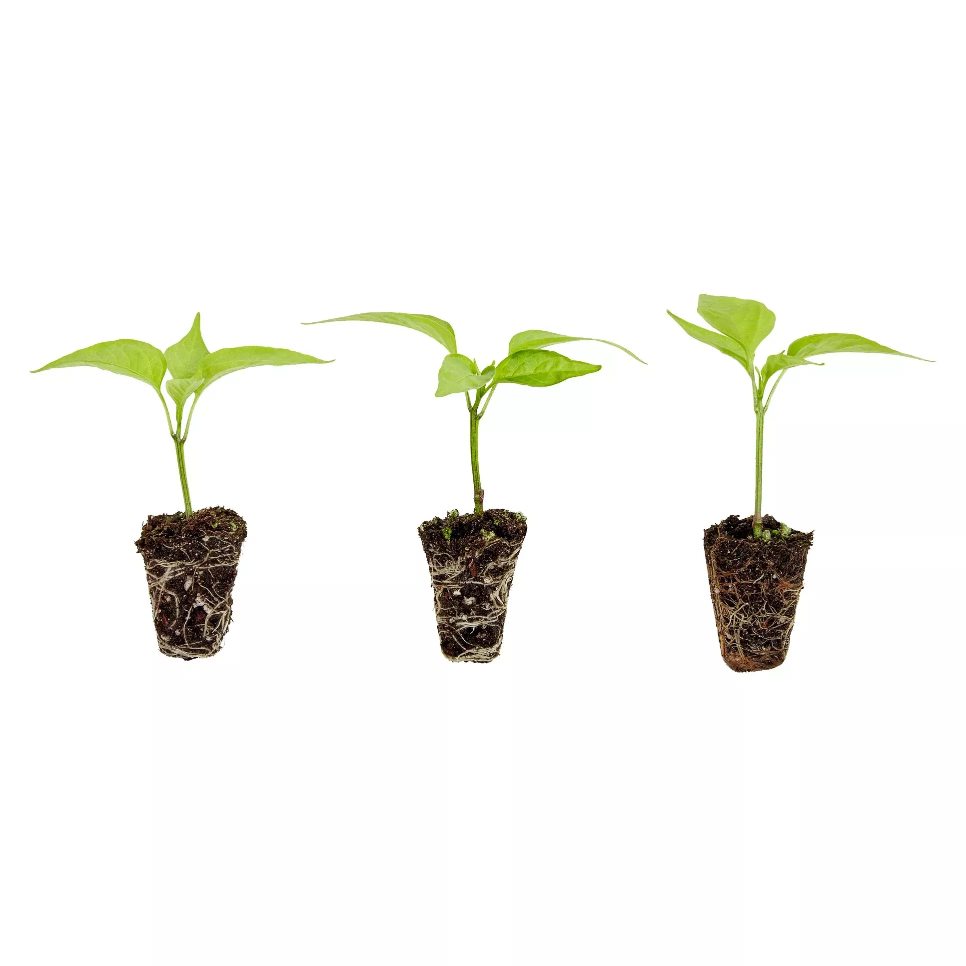 Bell Pepper Plugs (3 Pack)