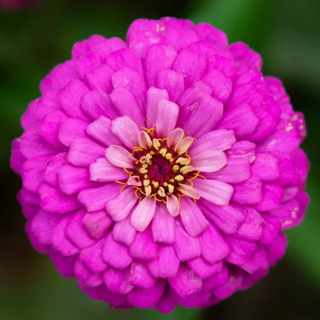 Benary's Giant Purple Zinnia