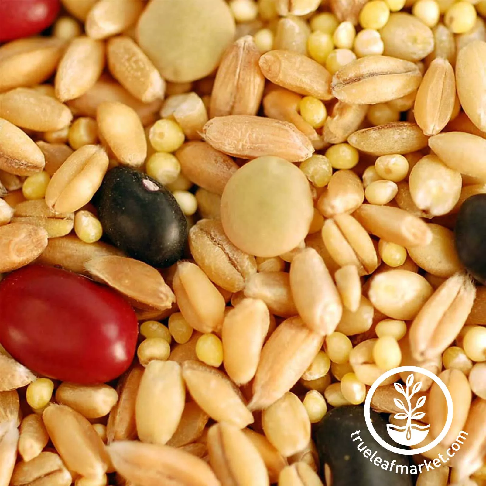 Biblical Bread Grain Mix (Organic) - Bulk Grains