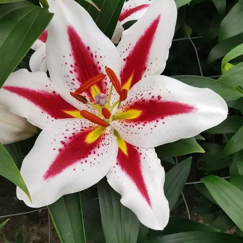 'Big Smile' Oriental Lily (Oriental Lilium, Lily Div VII)