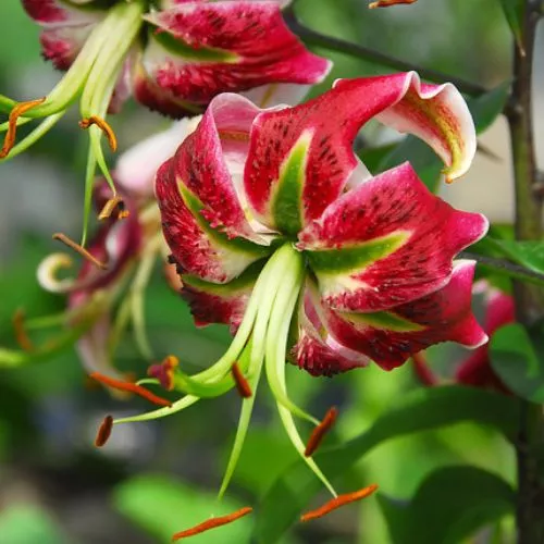 'Black Beauty' Lily (Oriental Aurelian), 1957 Heirloom