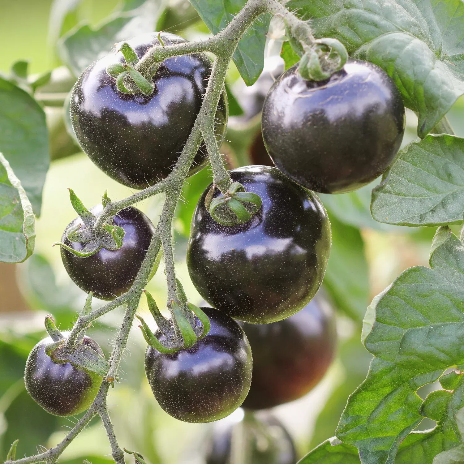 Black Cherry Tomato