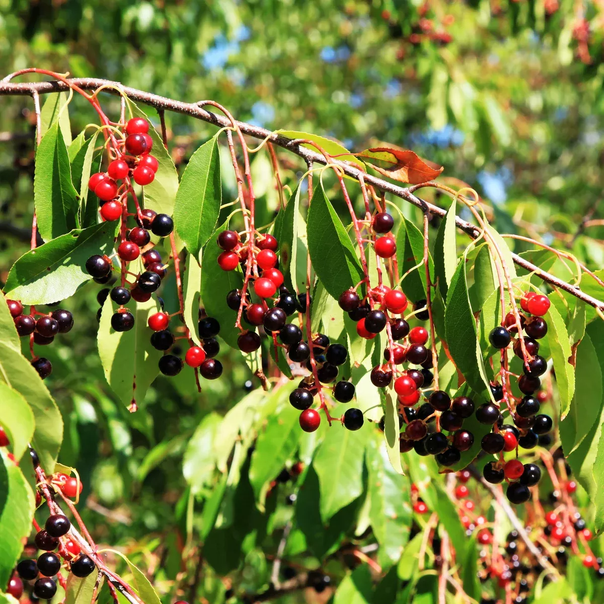 Black Cherry Tree