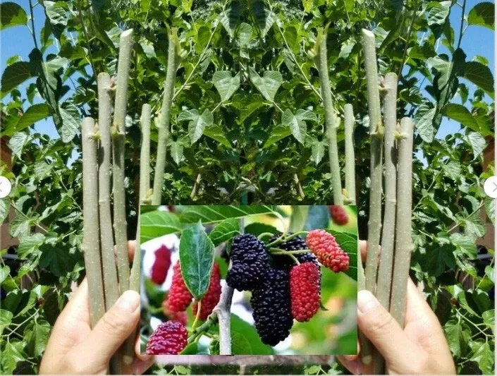 Black Dwarf Mulberry Cuttings - 10 Organic Fresh Rooting or Grafting Cuttings - Morus alba