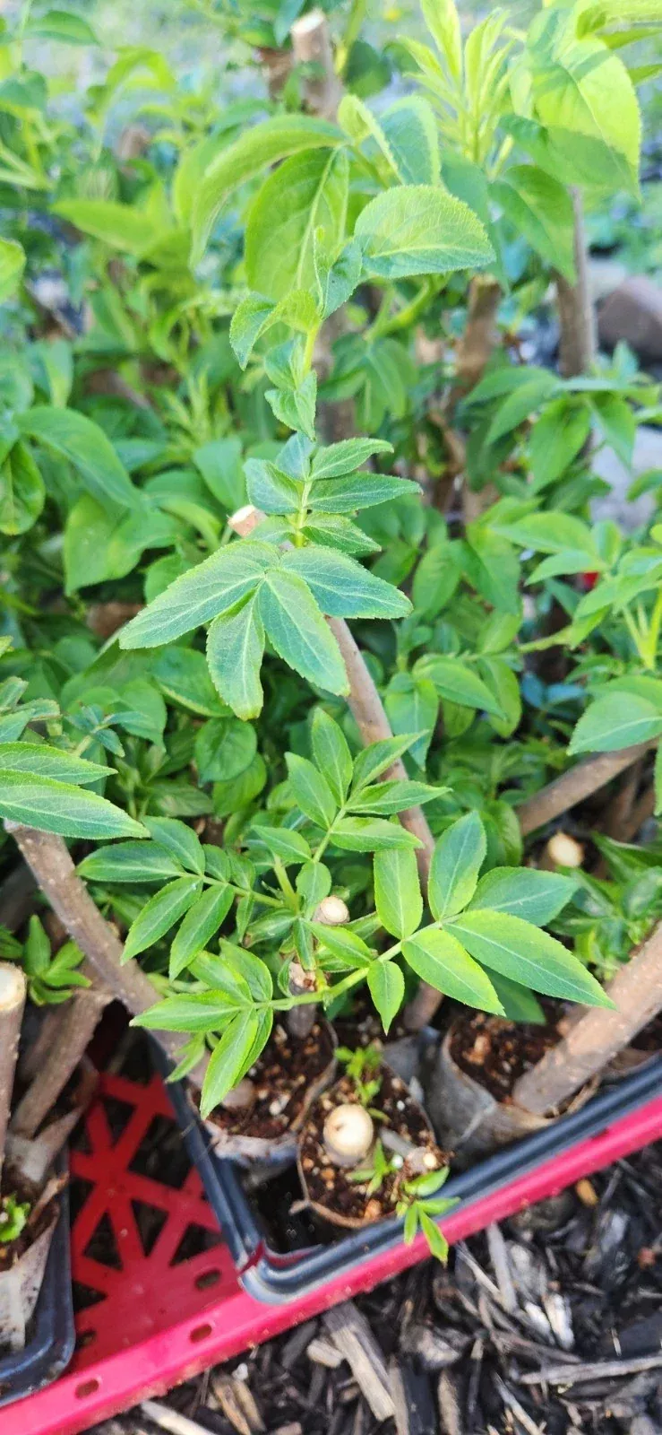 Black Elderberry Plants - 2 Live Rooted Cuttings - Sambucus - Organic Elderberry Bushes for Garden or Landscaping